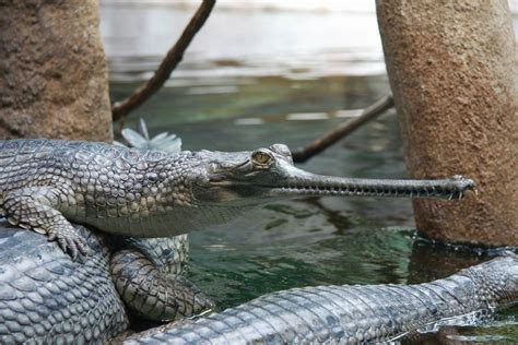 gavial | Crocodile species, Reptiles and amphibians, Crocodiles