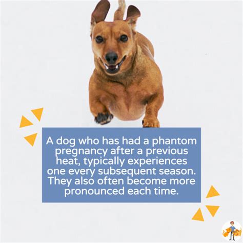 Phantom Pregnancy in the Older Dog (and should you spay?) - CTV #55 — Our Pets Health