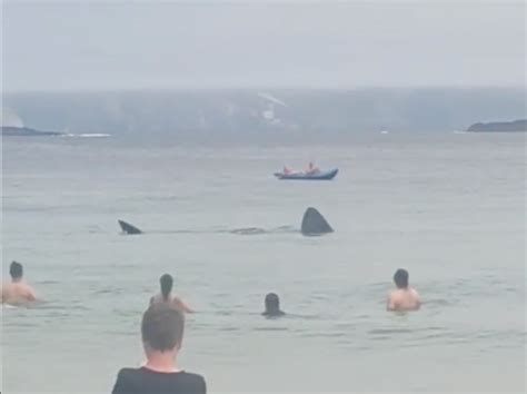 Basking sharks spotted swimming metres from shore in Ireland | The ...