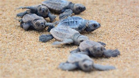 Best Queensland Beaches To Visit During Turtle Nesting Season