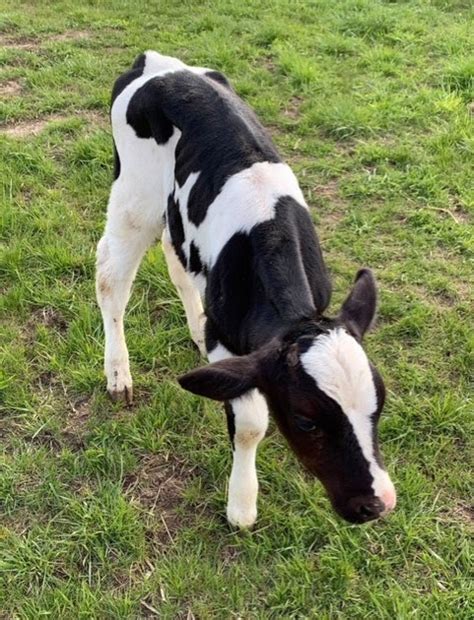 Restoration News: Holstein Calves For Sale