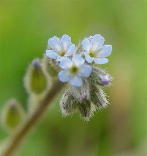 Myosotis stricta - Alchetron, The Free Social Encyclopedia