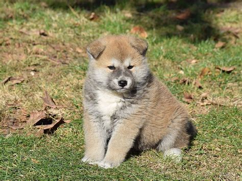 Akita Inu For Sale | Akita Inu Puppies | Akita, Puppies, Akita inu puppy