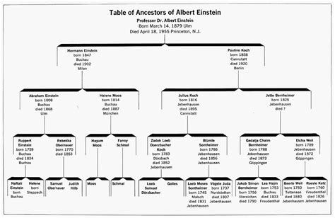 Einstein Family Tree Drawing by Granger - Fine Art America