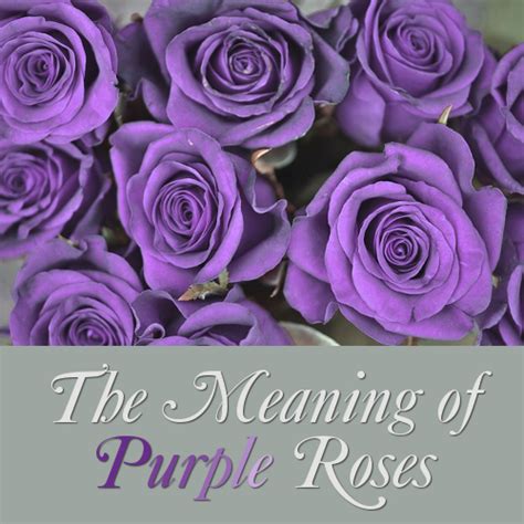 Purple Rose Flower Meaning and Symbolism