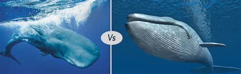 Blue whale vs Sperm Whale difference and fight comparison - Discover animal