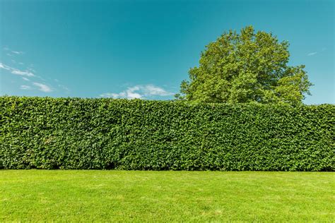 Les haies, un patrimoine naturel particulièrement protégé | La Gazette ...