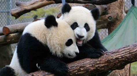 A fond farewell for two pandas at Calgary Zoo - 660 NEWS