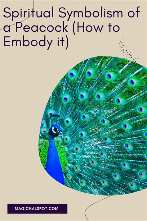 Spiritual Symbolism of a Peacock (How to Embody it)