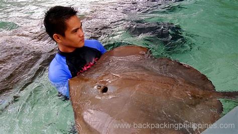 Backpacking Philippines: Sharks and Rays Encounter at Manila Ocean Park