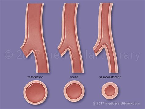 Systemic Vascular Resistance - Medical Art Library