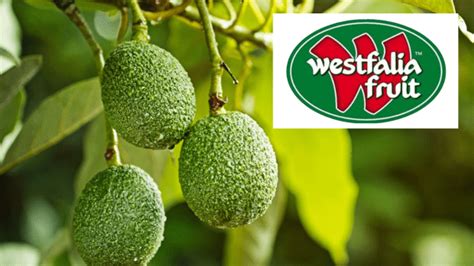 Westfalia Fruit drives demand for avocados this fall - Produce Blue Book