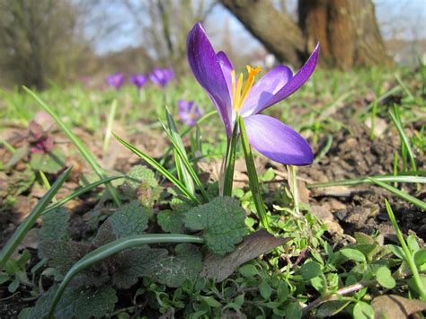 Crocus Vernus Spring Giant - Free photo on Pixabay - Pixabay