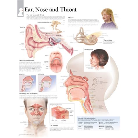 Scientific Publishing Ear Nose and Throat Chart