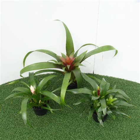 Bromeliads - Plant Care Tips - The Jungle Collective