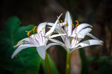 Swamp Lily – Crinum americanum | Florida Paddle Notes