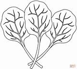 Spinach coloring Page  Free Printable Coloring Pages sketch template