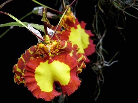 Butterfly Orchid: The Petals Looks Like Antennae