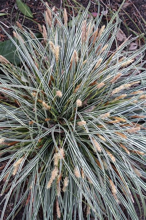 Carex oshimensis Everest PP 20955 | Everest Weeping Sedge for sale $17. ...