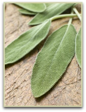 Sage Herb | Tasty, Healthy and Pretty With 750 Varieties to Choose From!