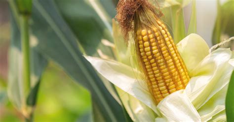 Maize or Corn Farming in South Africa