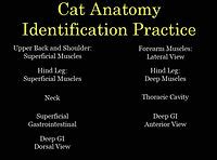 Anatomy | Biology Simulations