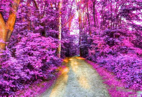 Purple forest flowers stock photo. Image of green, forest - 116610710