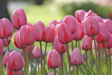 Tulip Pictures | Longfield gardens, Planting tulips, Spring garden flowers