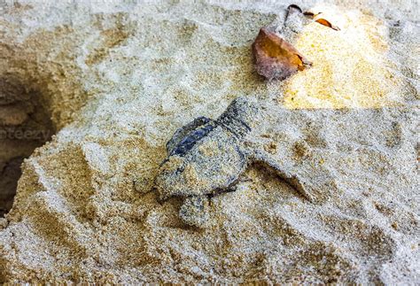 Small baby turtles crawl out sand Mirissa Beach Sri Lanka. 45904925 Stock Photo at Vecteezy