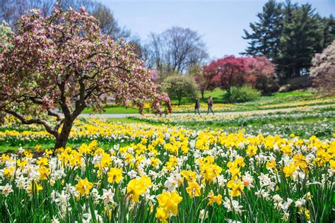 Take a Virtual Spring Stroll Through the New York Botanical Garden ...