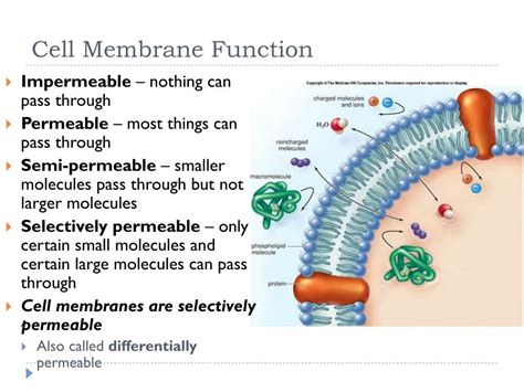 Plasma Membrane Structure And Function Free Biology