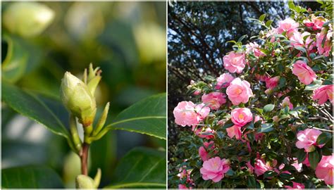 8 Secrets To Get Your Camellia To Bloom Like Crazy