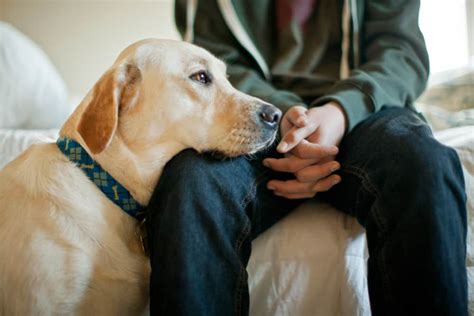 Why Do Dogs Put Their Head On You? – Pet Advisers