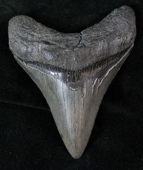 3.16" Fossil Megalodon Tooth For Sale (#13507) - FossilEra.com