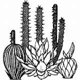 Cactus And Succulent Coloring Pages · Creative Fabrica sketch template