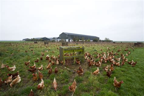 Free-range chickens acquire bioactive compounds from pasture - Poultry World