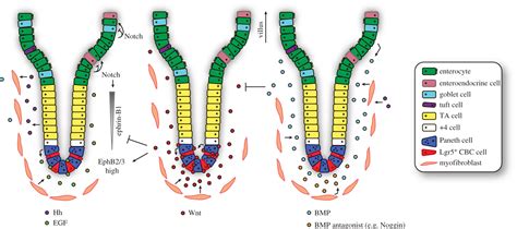 Tales From The Crypt: Intestinal Niche Signals In Tissue, 55% OFF