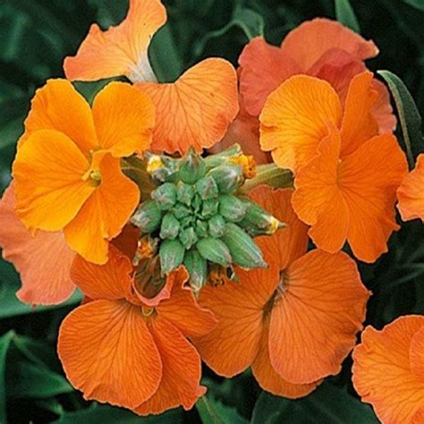 Erysimum Apricot Twist - In Bud and Bloom