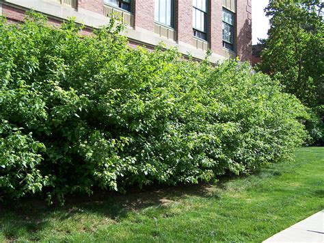 Dogwood, Gray #3 (Cornus racemosa) - Scioto Gardens Nursery