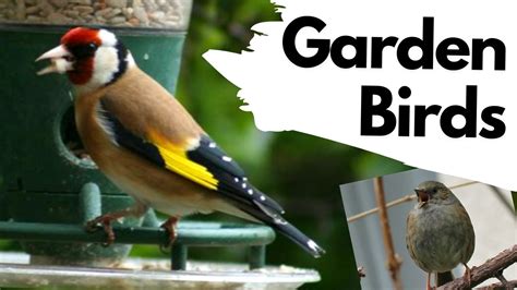 Common Garden Birds Northern Ireland | Fasci Garden