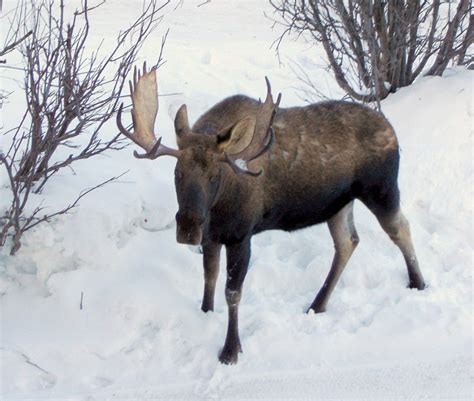 Alaskan Moose Facts, Distribution, Habitat, Size, Pictures