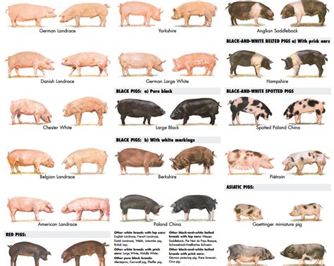 Pig breeds, Pig farming, Baby farm animals