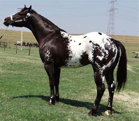 Appaloosa | Appaloosa horses, Horses, Appaloosa