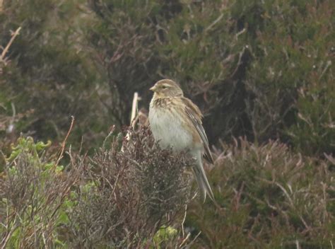 Twite | Marnix's Bird Gallery