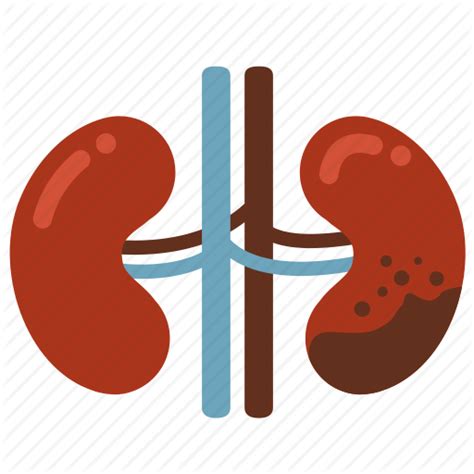 Kidney clipart kidney dialysis, Kidney kidney dialysis Transparent FREE for download on ...