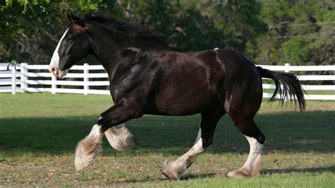 Biggest horse breeds: the five which produce the world's largest horses