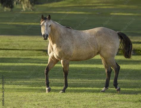 Dappled buckskin palomino Quarter horse stallion Stock Photo | Adobe Stock