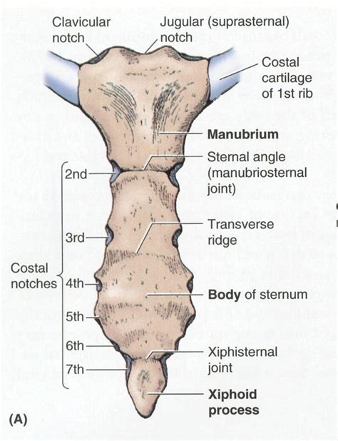 Yoga Shanti NYC 100hr Advanced Teacher Training 2015-16: Anatomy