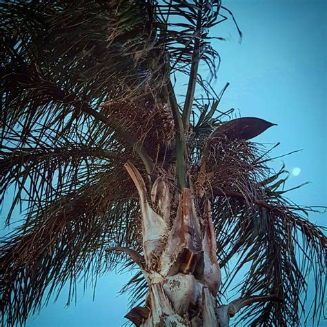 How to trim a palm tree?