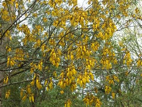 Flowering Kowhai Tree